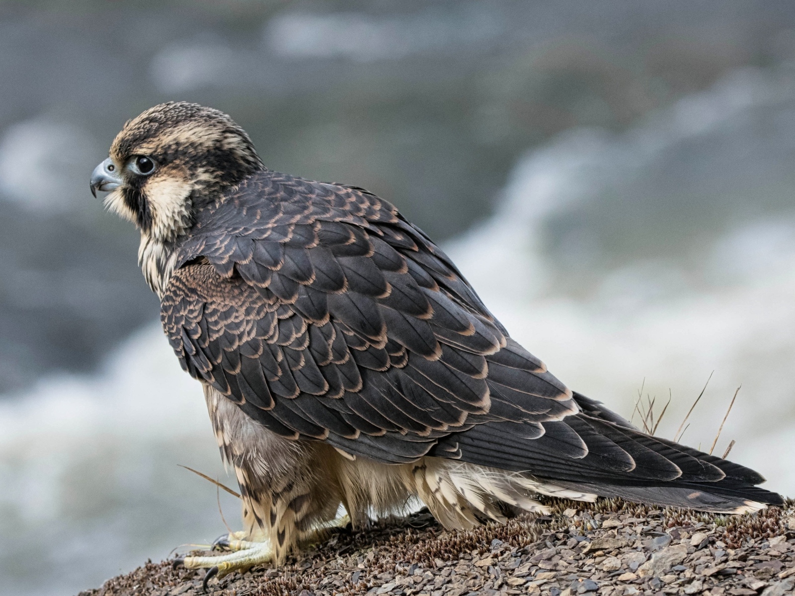 Большой серый сокол готовится к полету