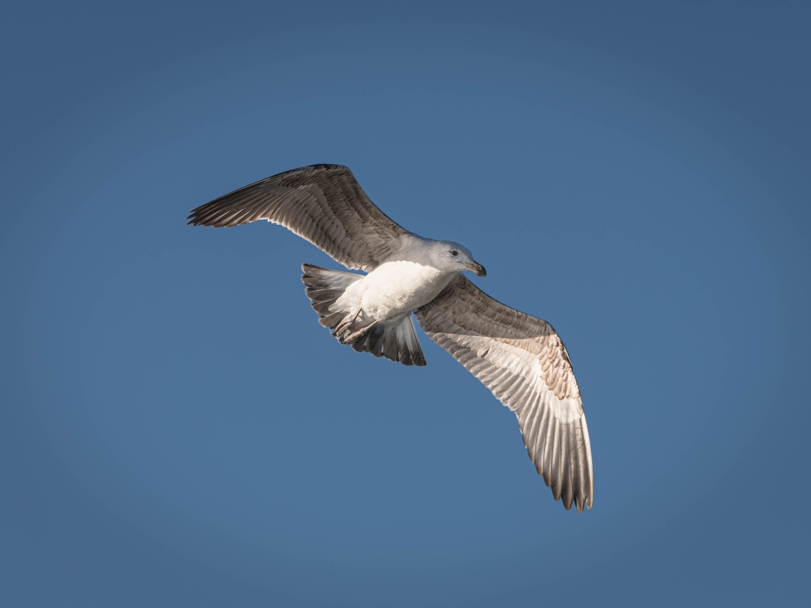 Большая серая чайка в голубом небе