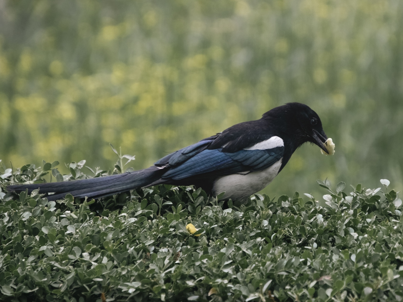 Большая сорока прячет еду в листьях