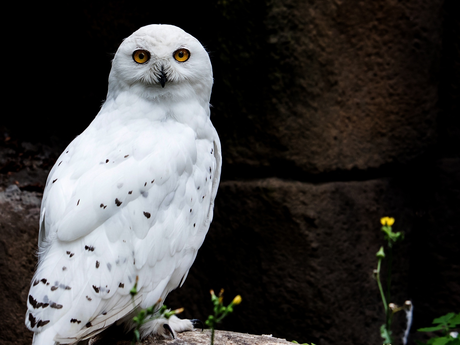 Большая  снежная сова сидит на камне