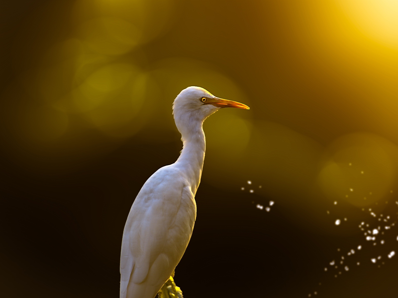 Большая белая цапля крупным планом