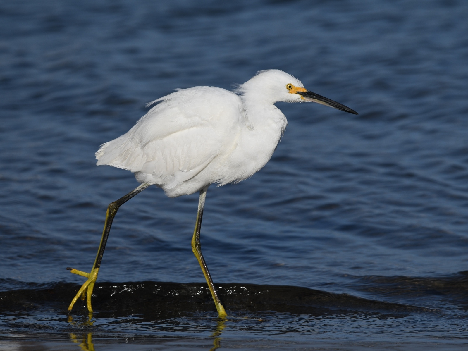 Большая белая цапля идет по воде