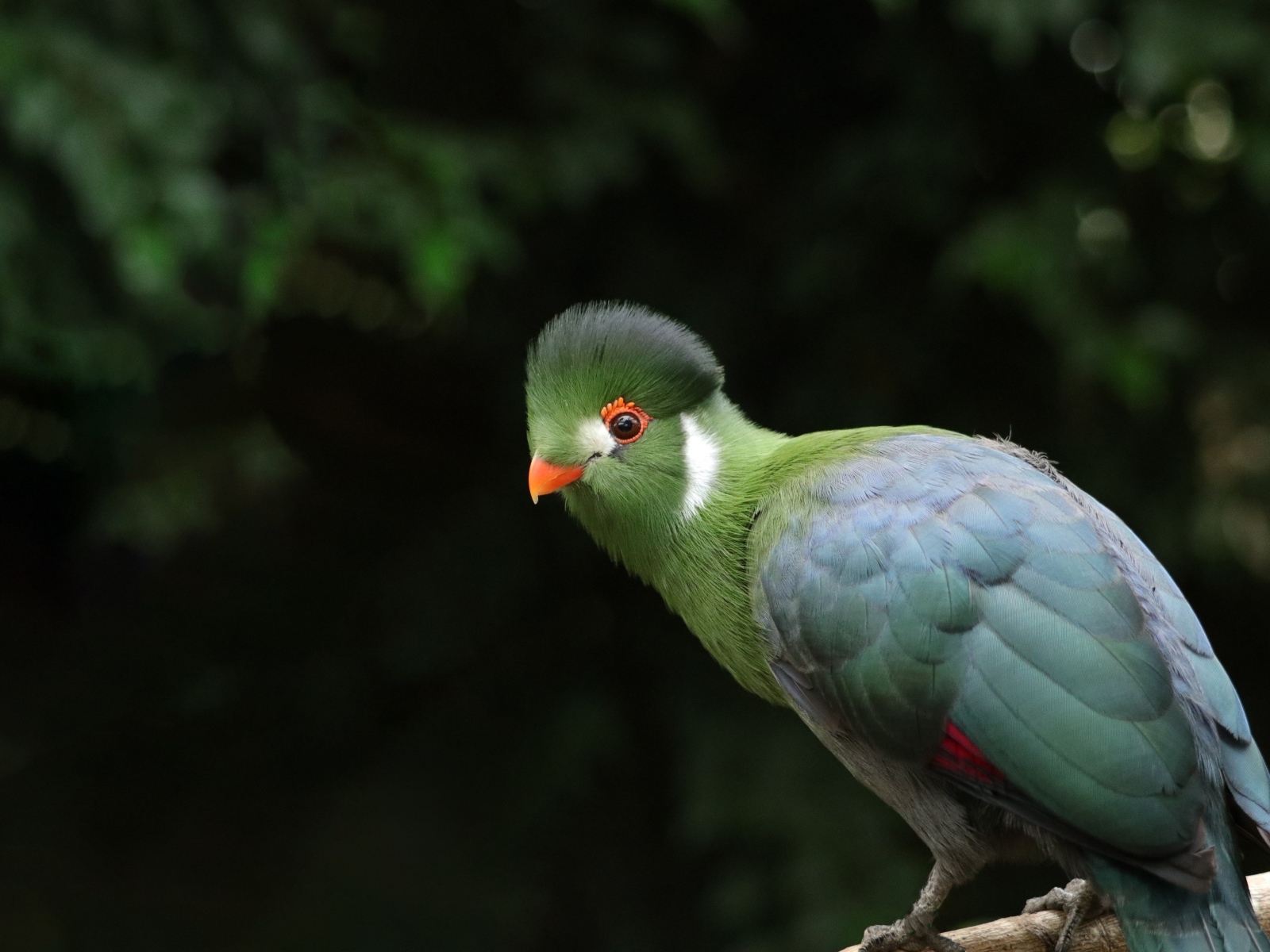 Зеленый белощекий турако птица