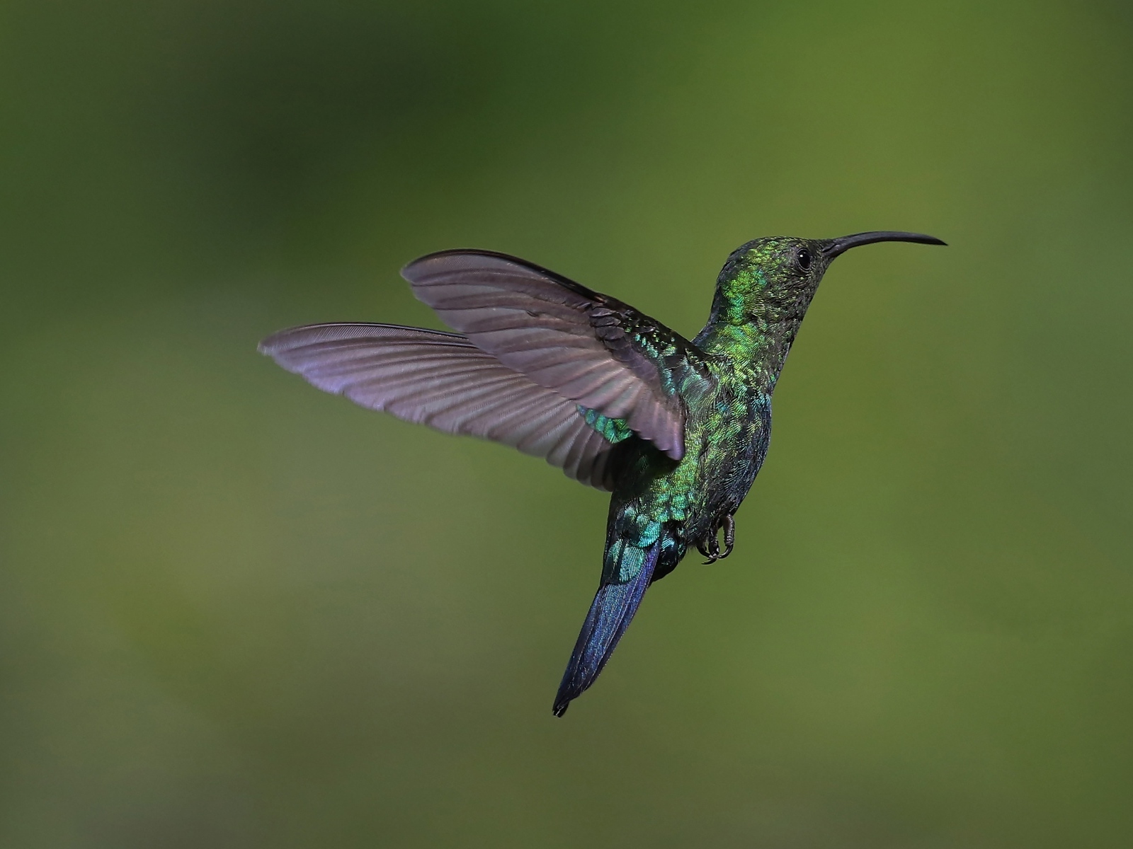 Зеленая птица колибри крупным планом
