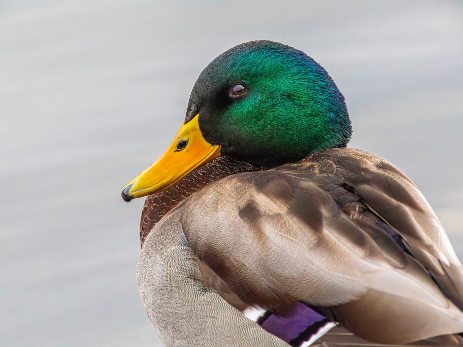 Зеленая голова у утки кряква