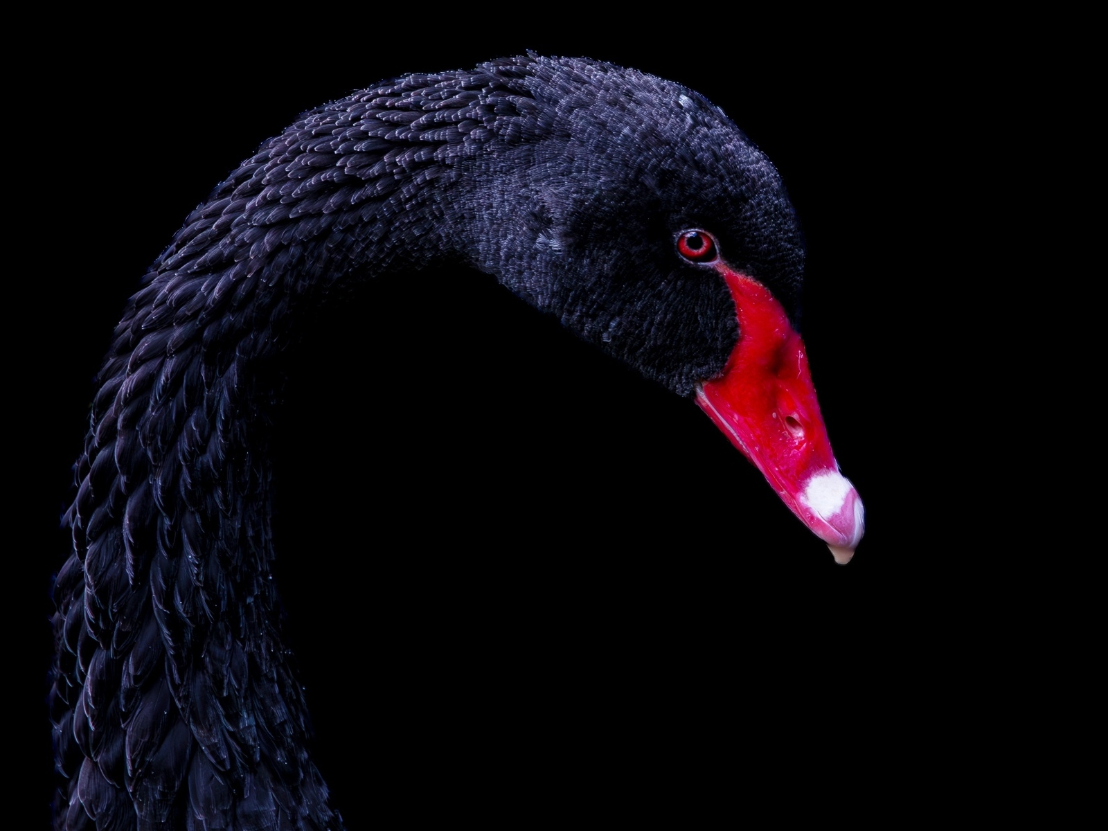 Голова черного лебедя с красным клювом