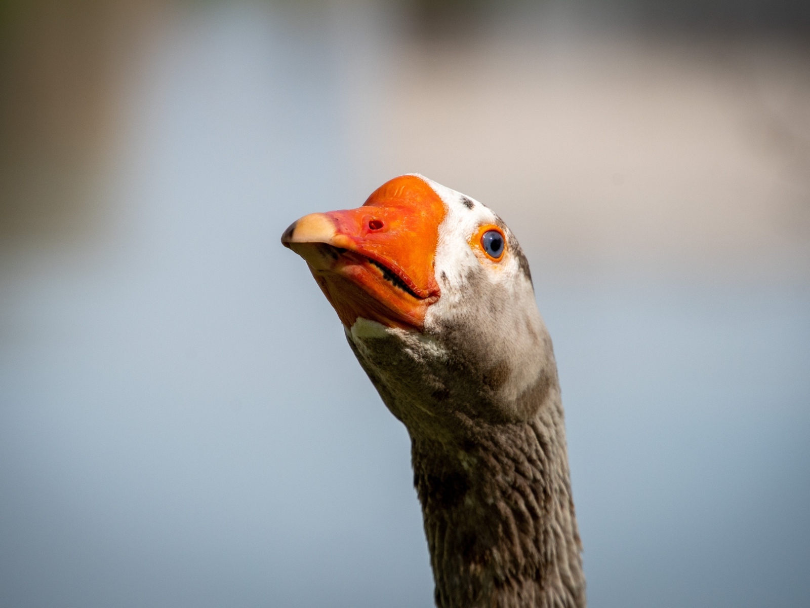 Голова домашнего гуся с оранжевым клювом