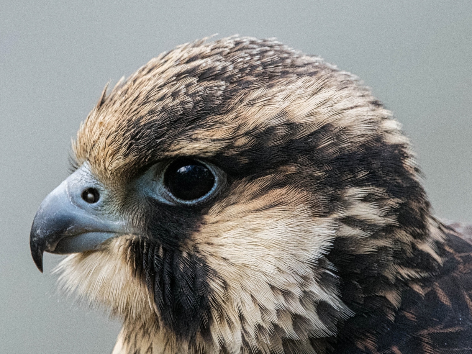 Голова хищного сокола на сером фоне