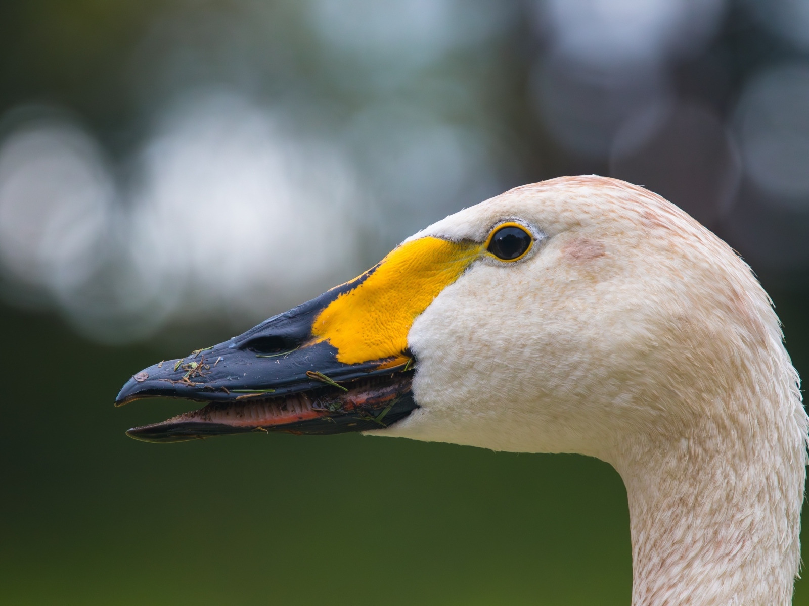 Голова белого лебедя с черным клювом