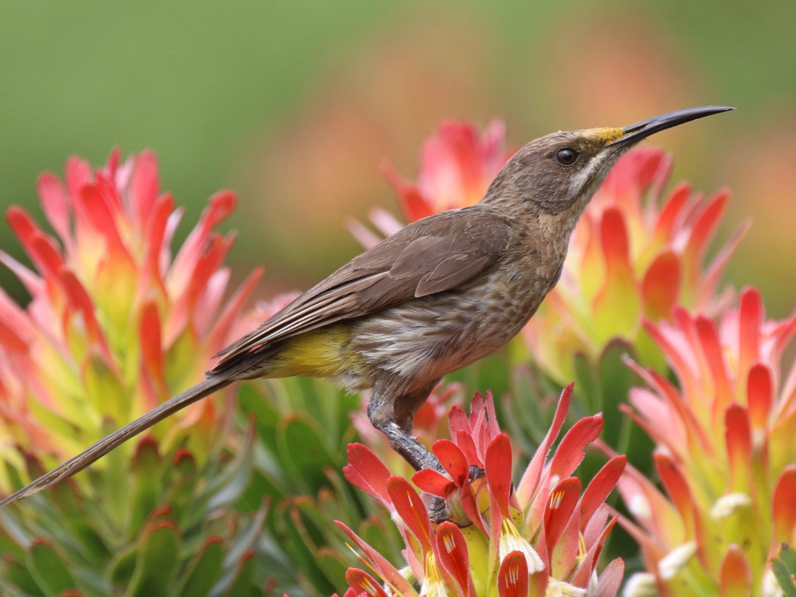 Птица колибри сидит на красном цветке