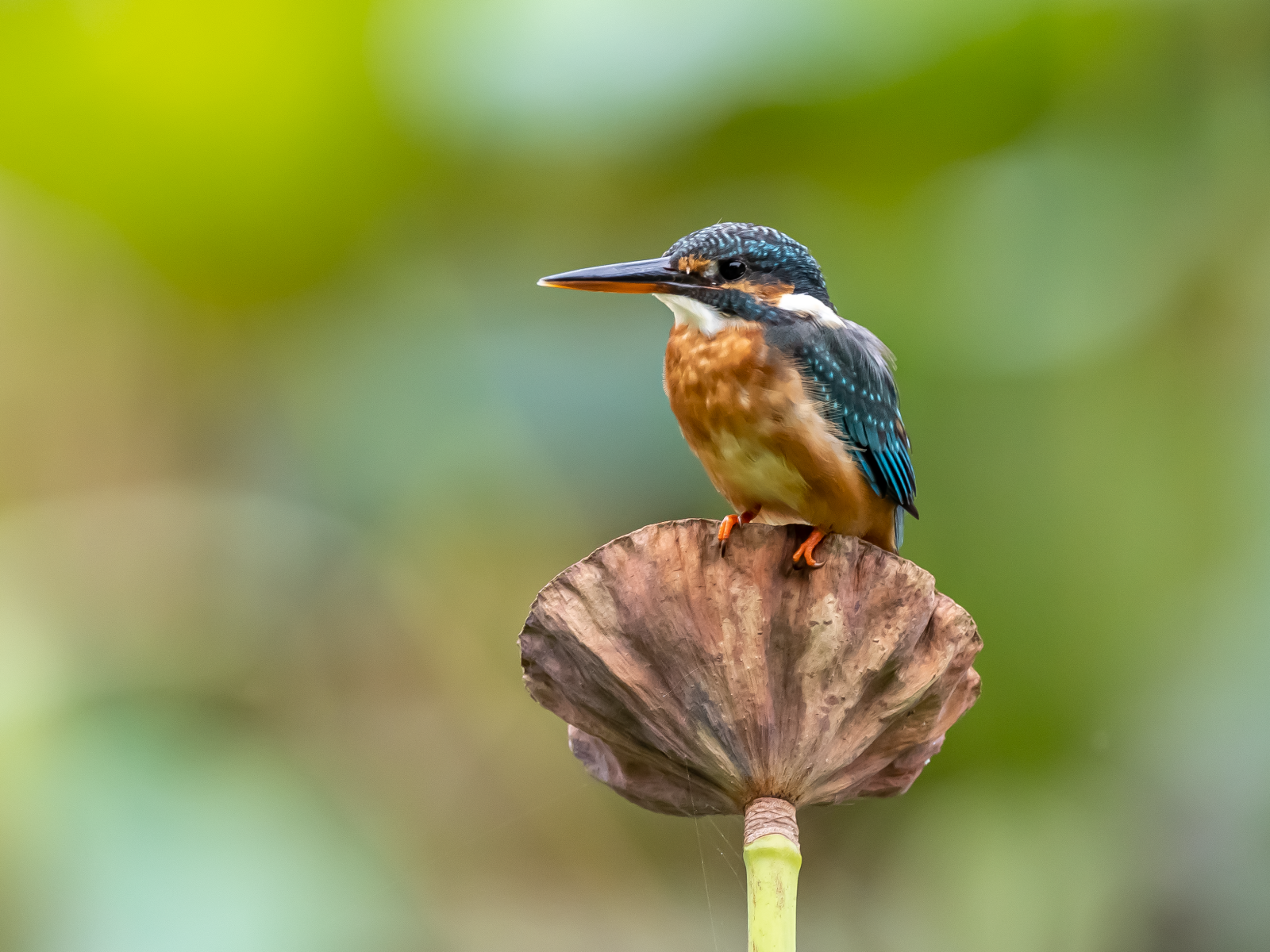 Птица зимородок сидит на растении