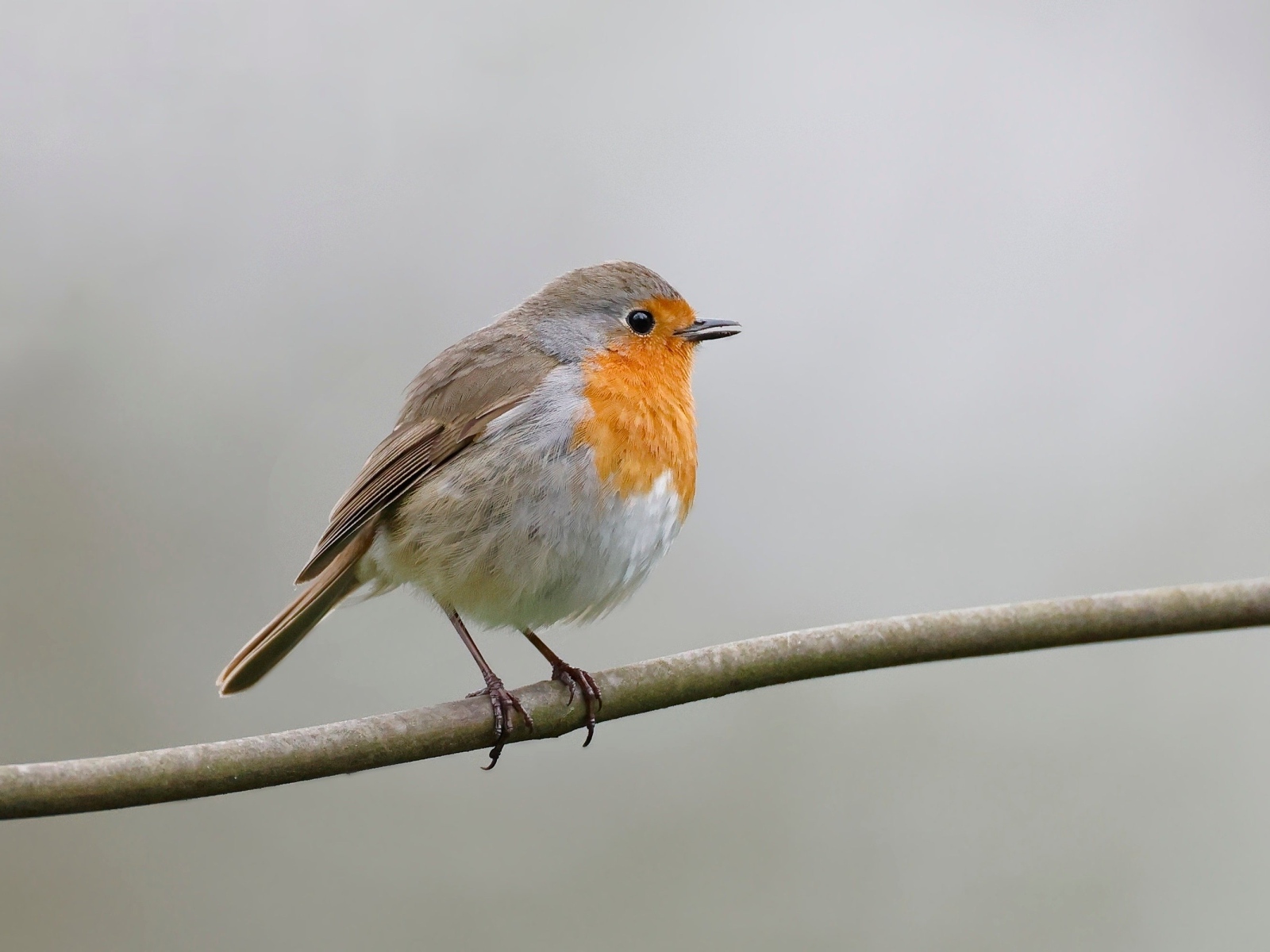 Маленькая европейская малиновка сидит на ветке