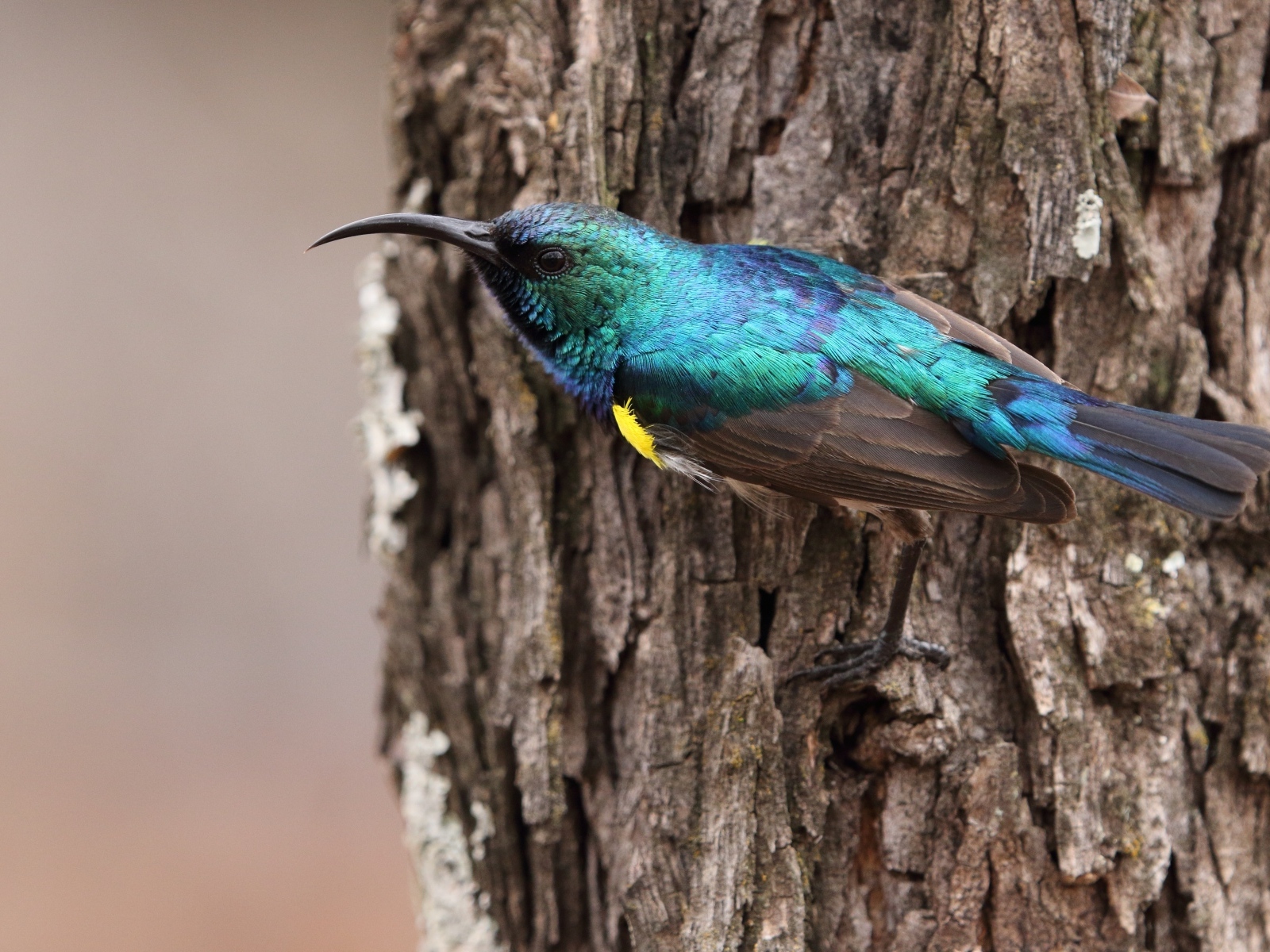 Маленькая птица нектаринка сидит на дереве