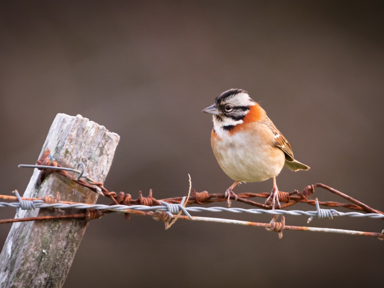 Маленькая птичка сидит на колючей проволоке