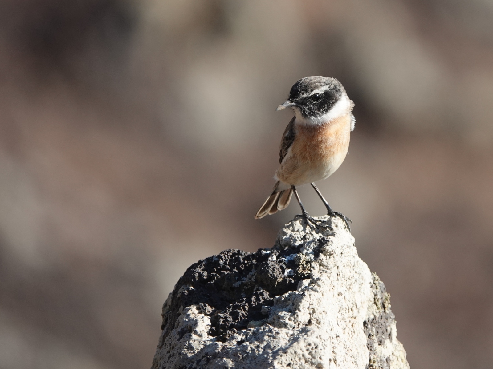Маленькая птица сидит на камне