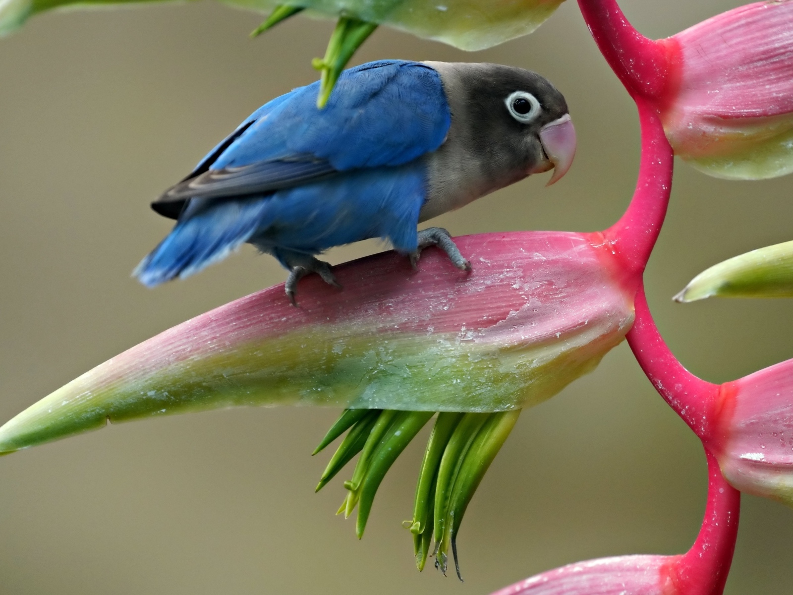 Маленький синий попугай сидит на цветке