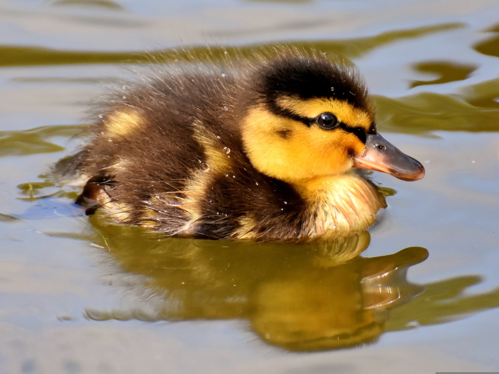Маленький утенок плавает в воде