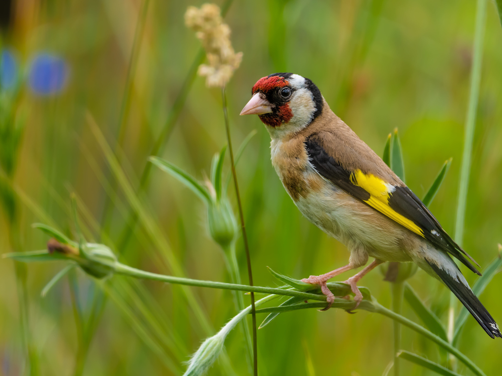 Маленький щегол сидит на траве