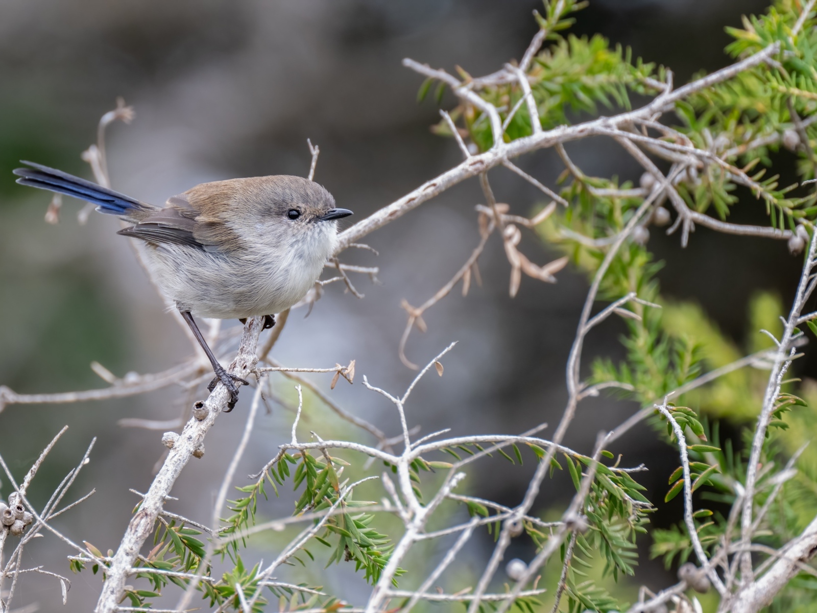 Маленькая серая птичка крапивник