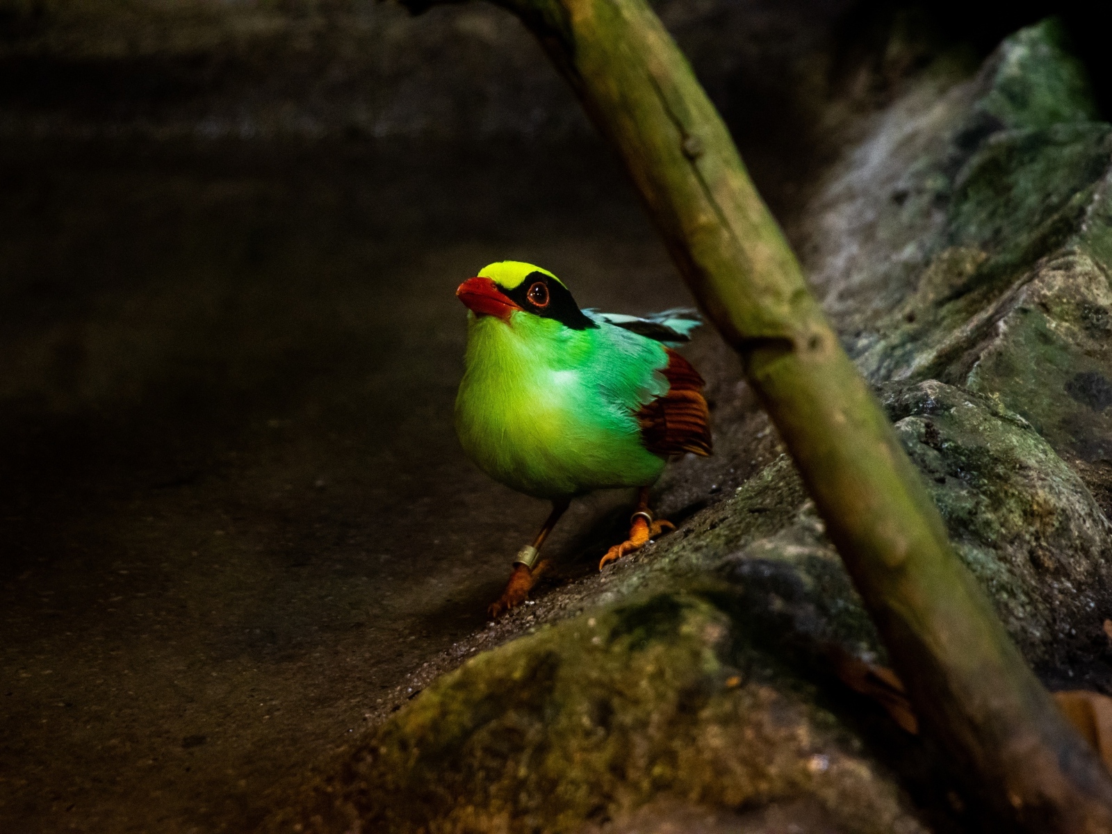 Маленькая зеленая птица на камне