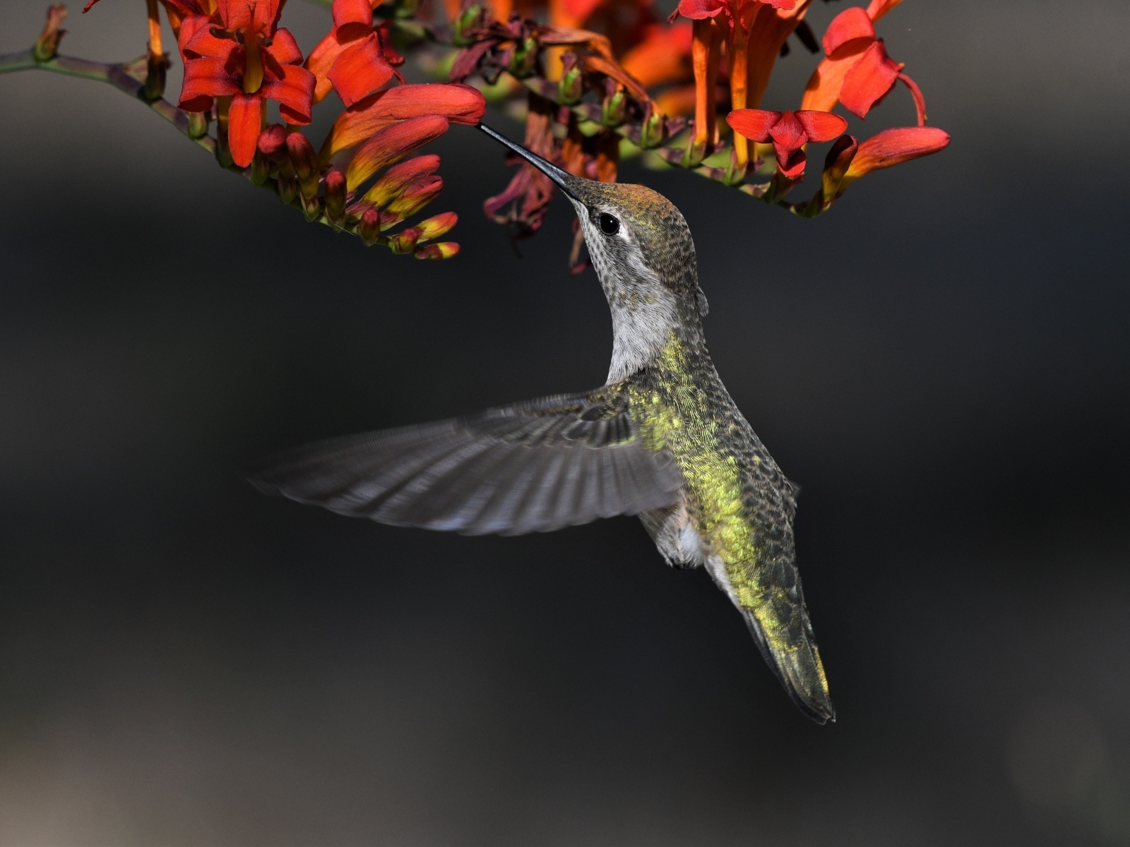 Маленькая птичка колибри собирает нектар с красного цветка