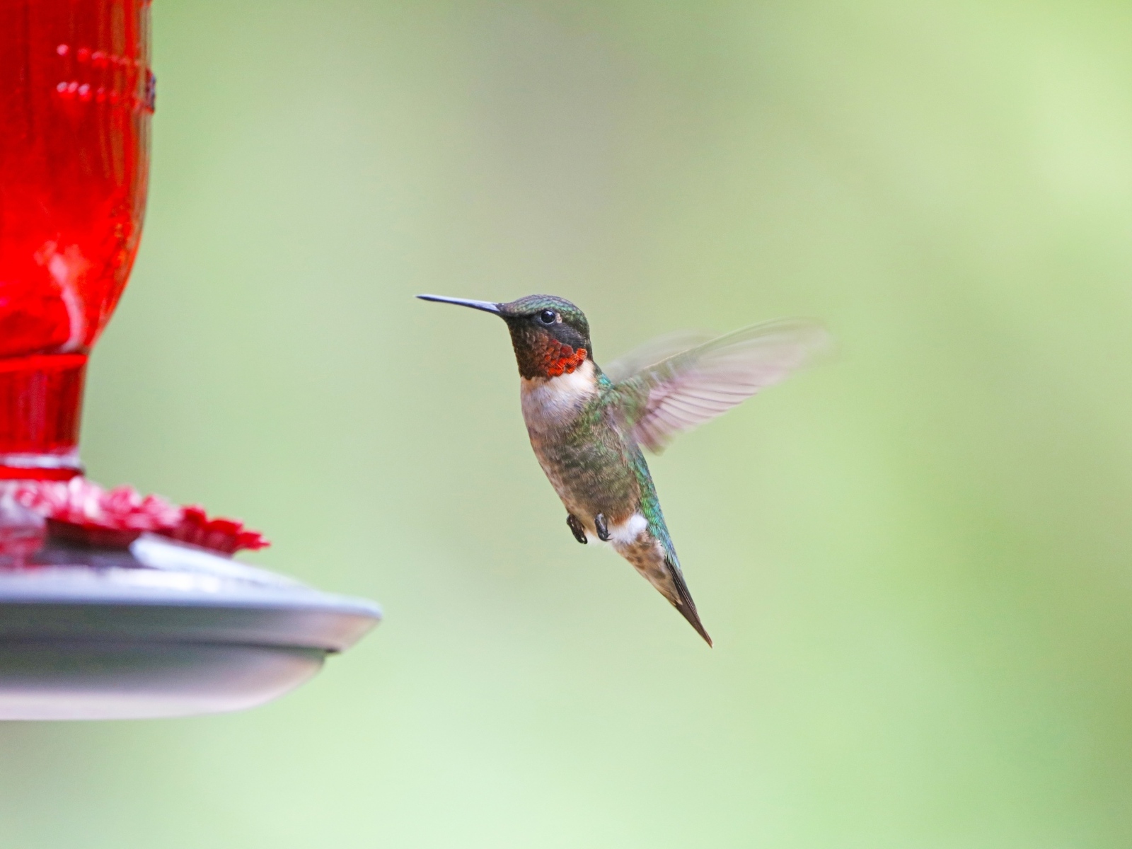 Маленькая птица колибри парит в воздухе