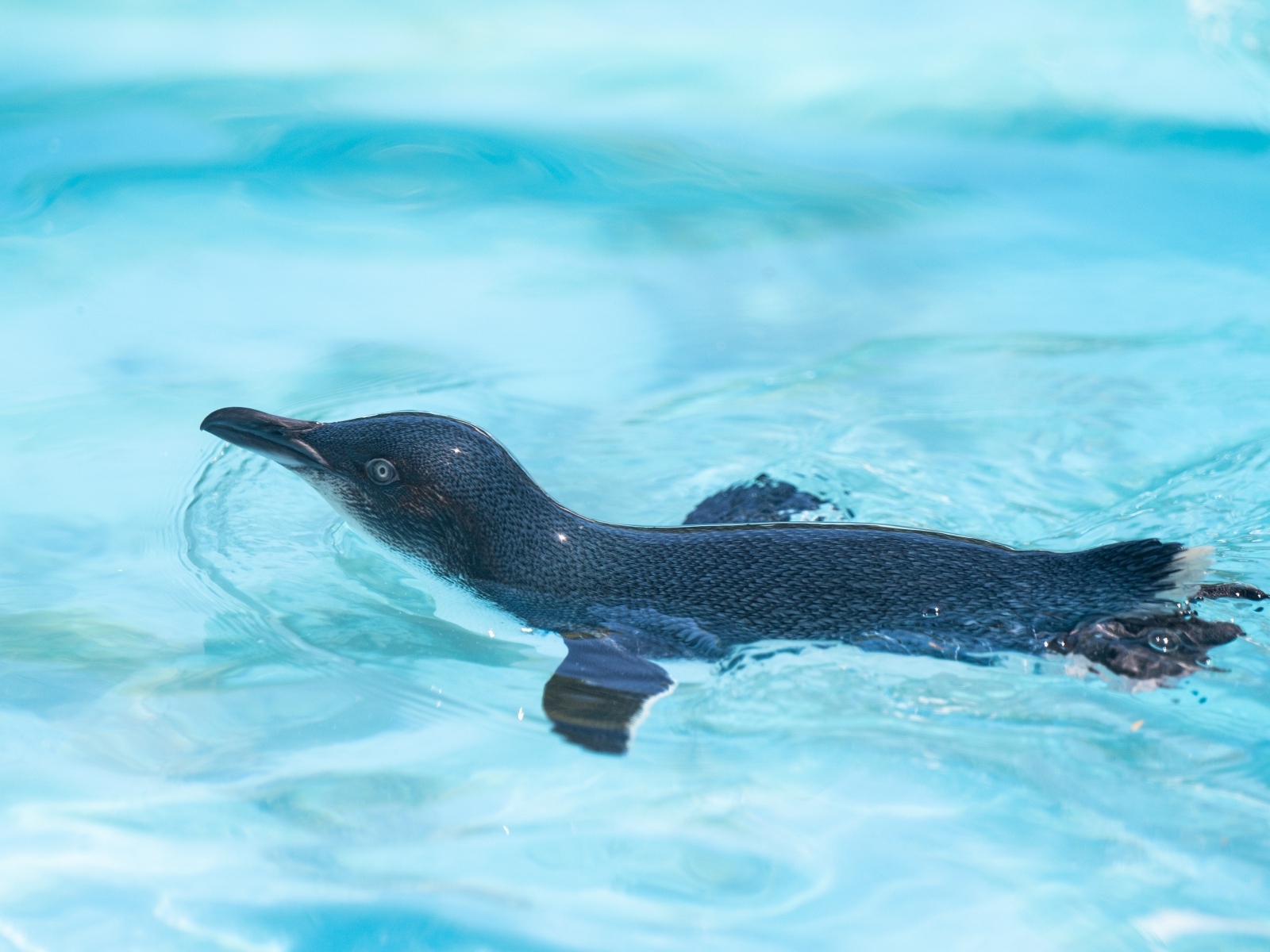 Маленький пингвин плавает в бассейне
