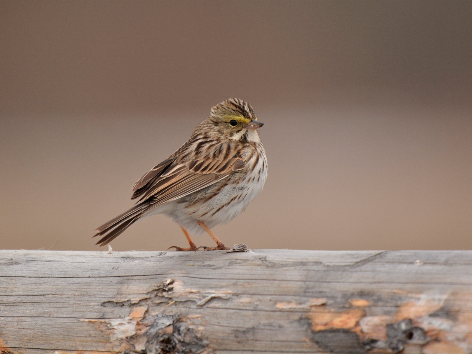 Маленький воробей сидит на столбе
