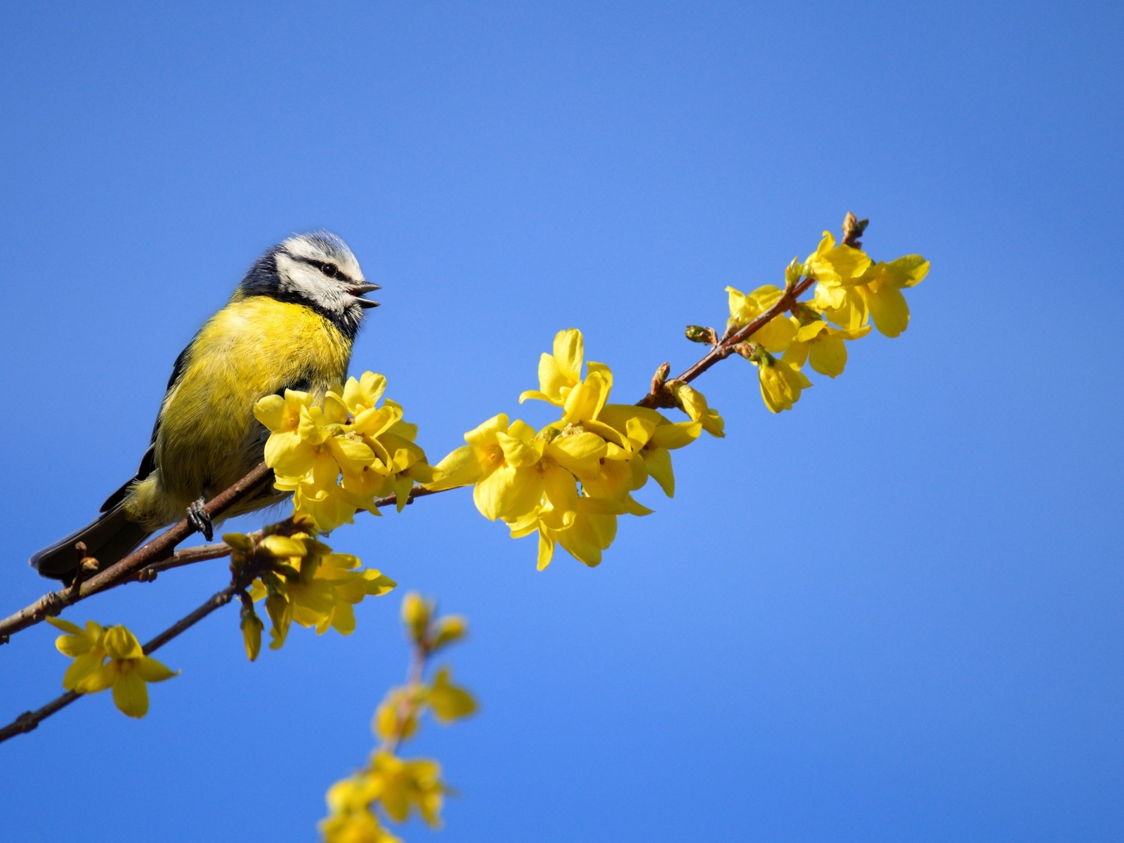 Маленькая синица сидит на ветке с желтыми цветами