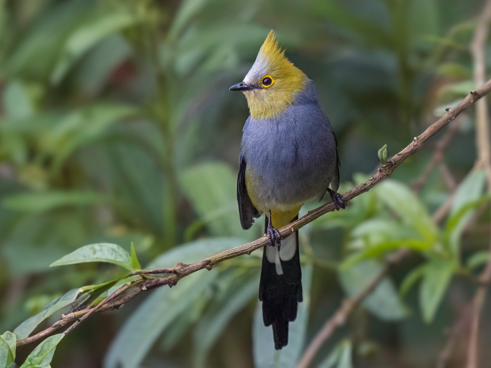 Длиннохвостый шёлковый свиристель сидит на ветке
