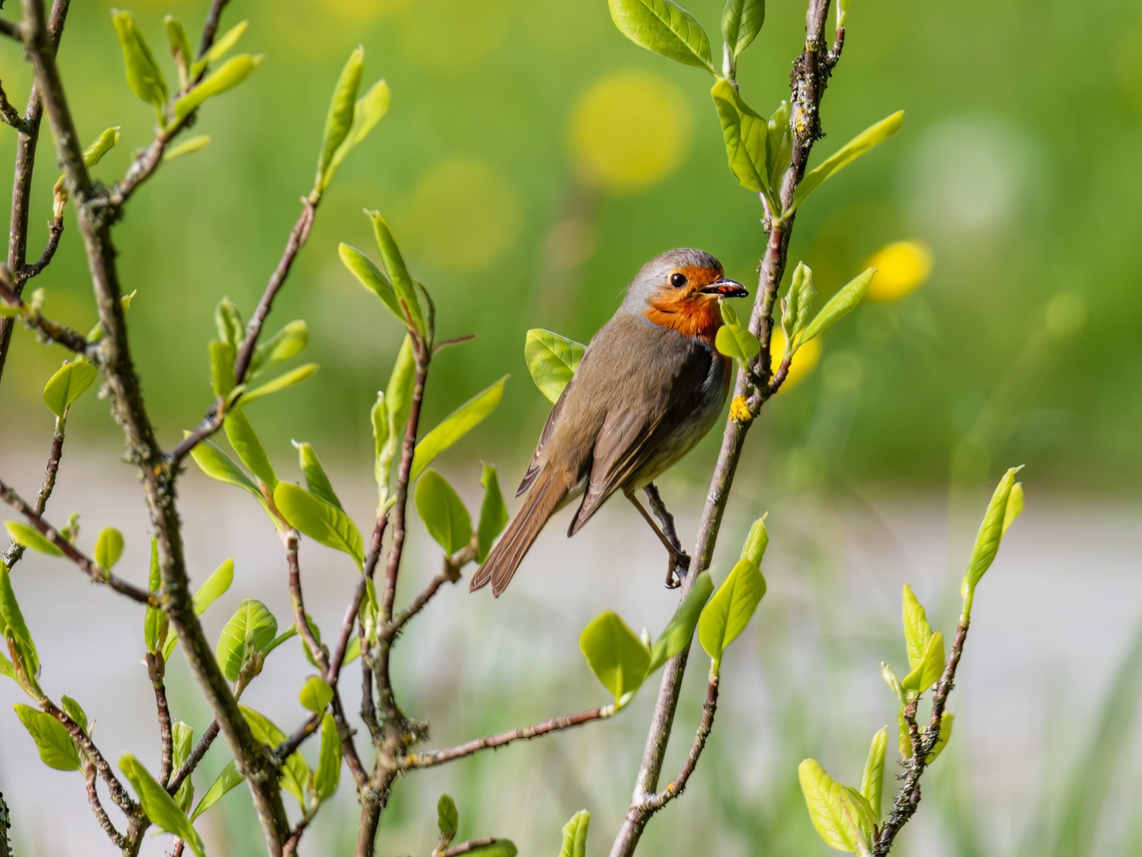 Птица иволга сидит в ветках дерева