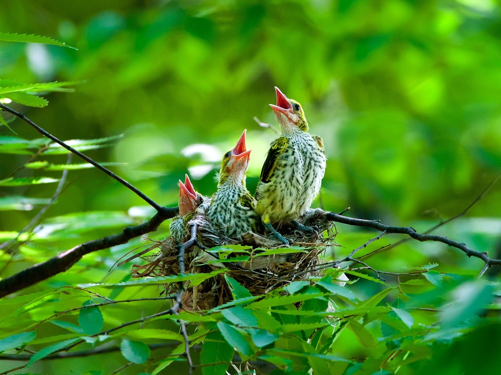 Птенцы иволги в гнезде