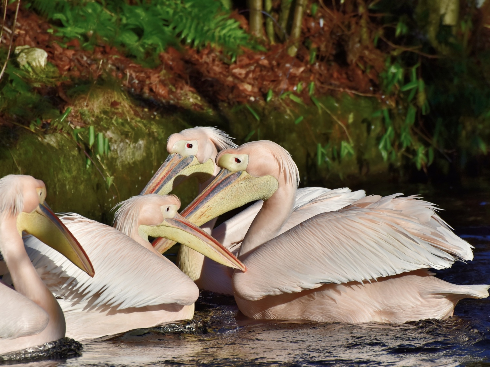 Пеликаны сидят в воде