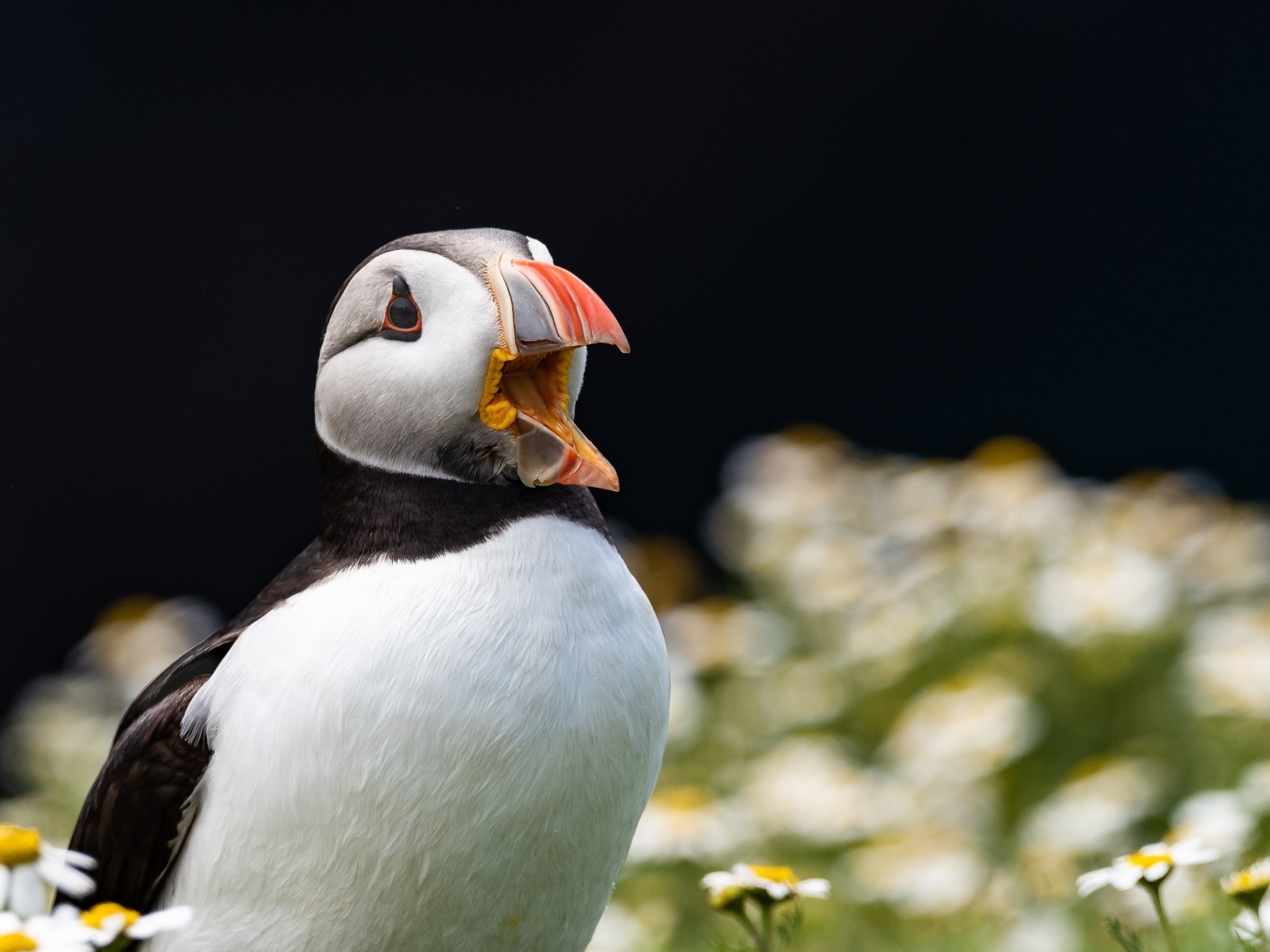 Тупик с открытым клювом в цветах 
