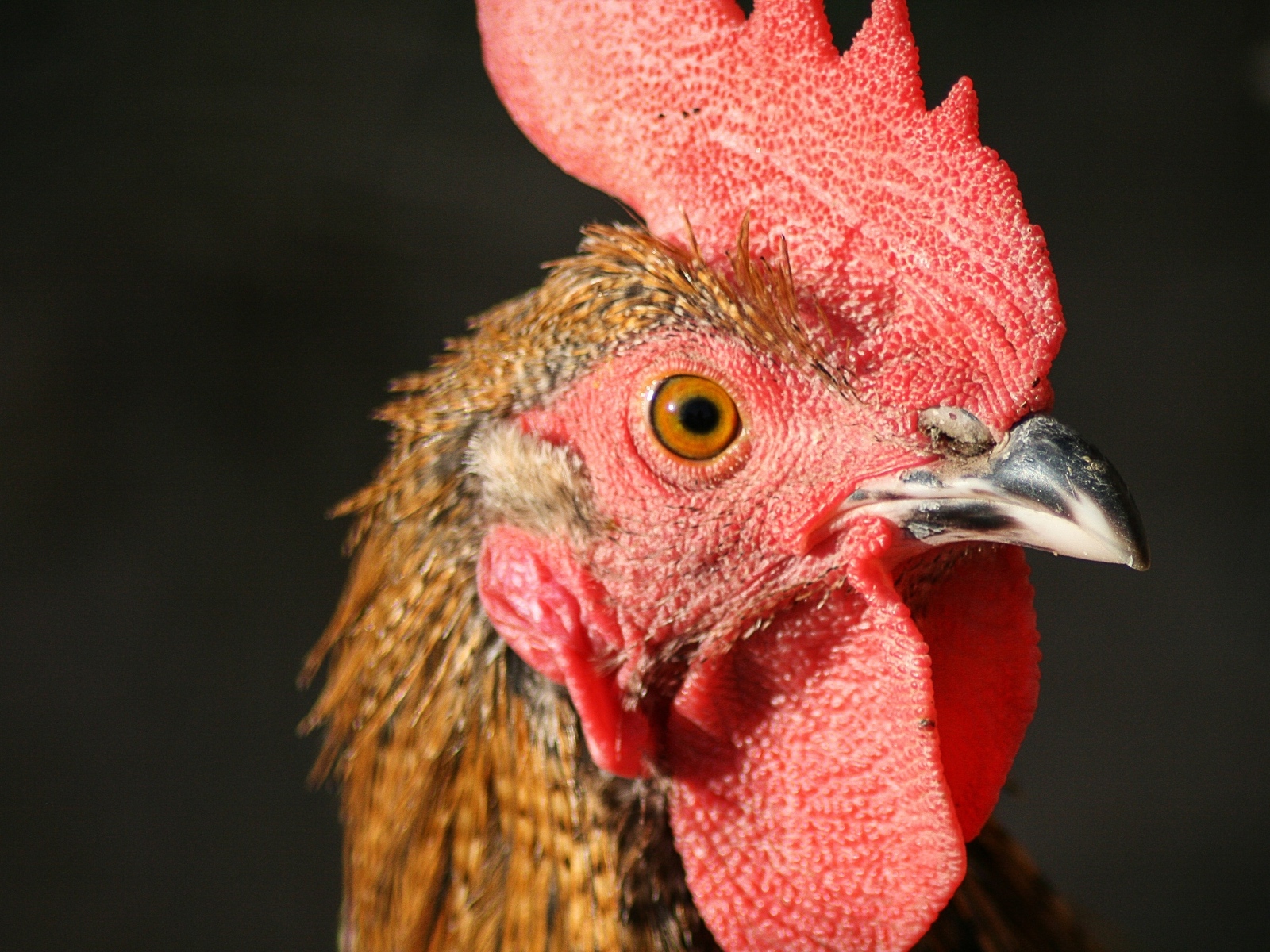 Голова петуха с красным гребнем