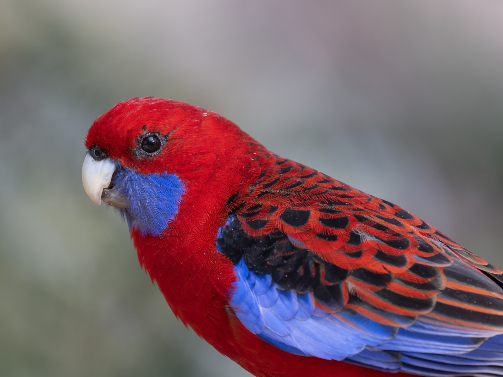 Разноцветный попугай розелла