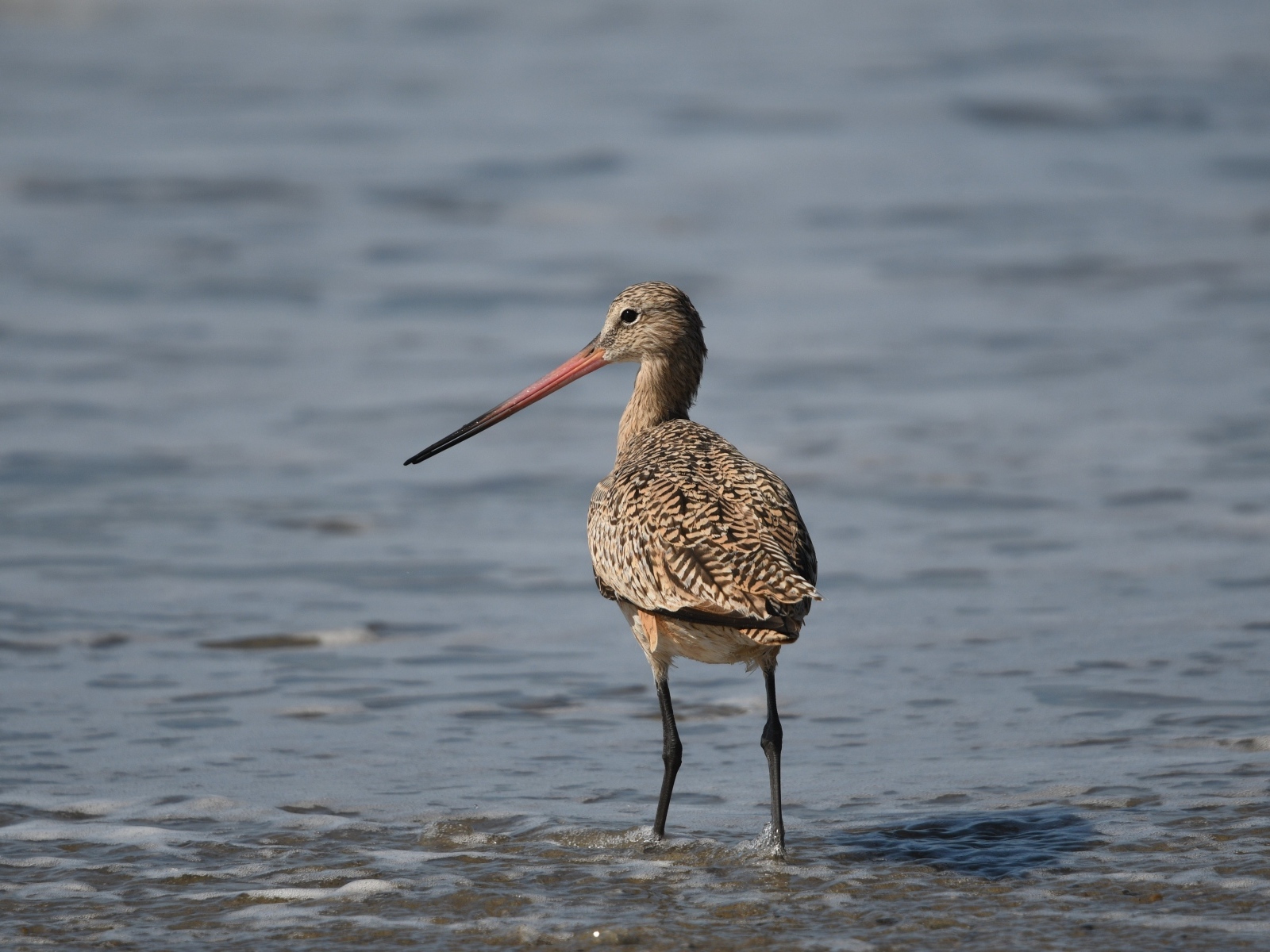 Птица кулик охотится  в воде