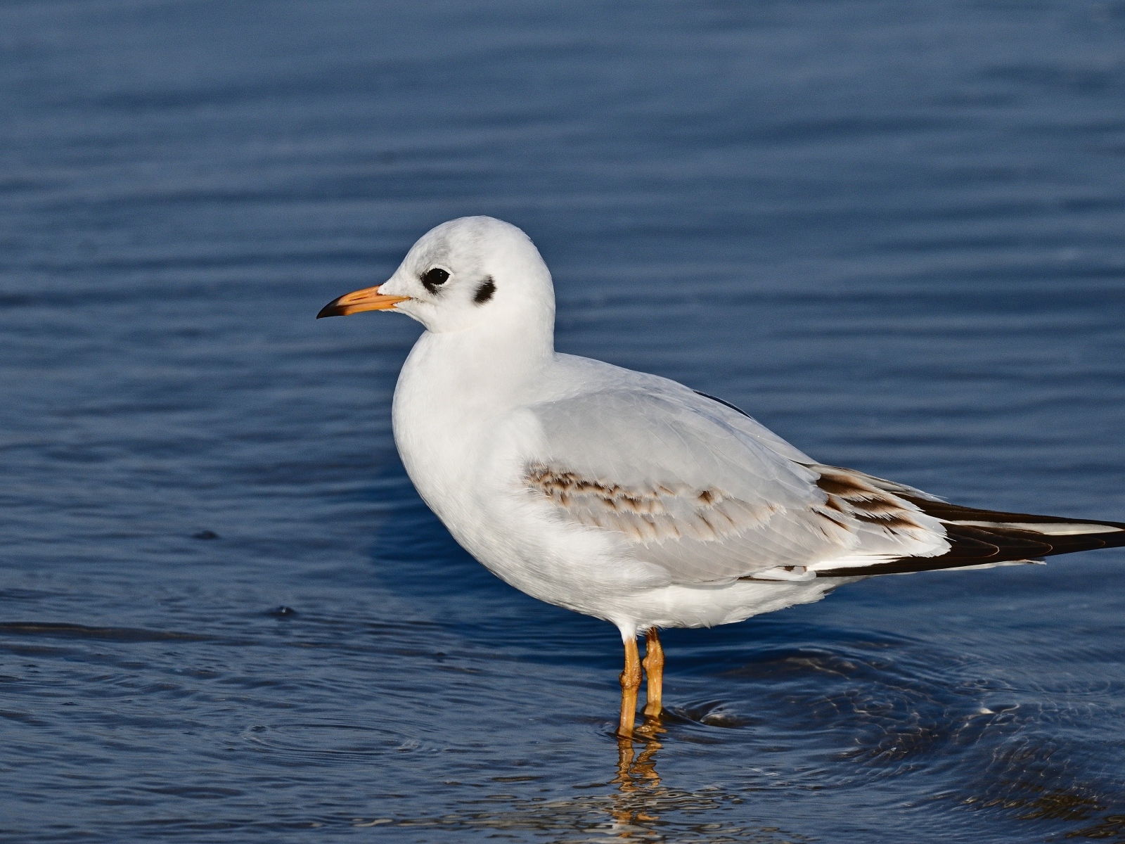 Чайка стоит в воде