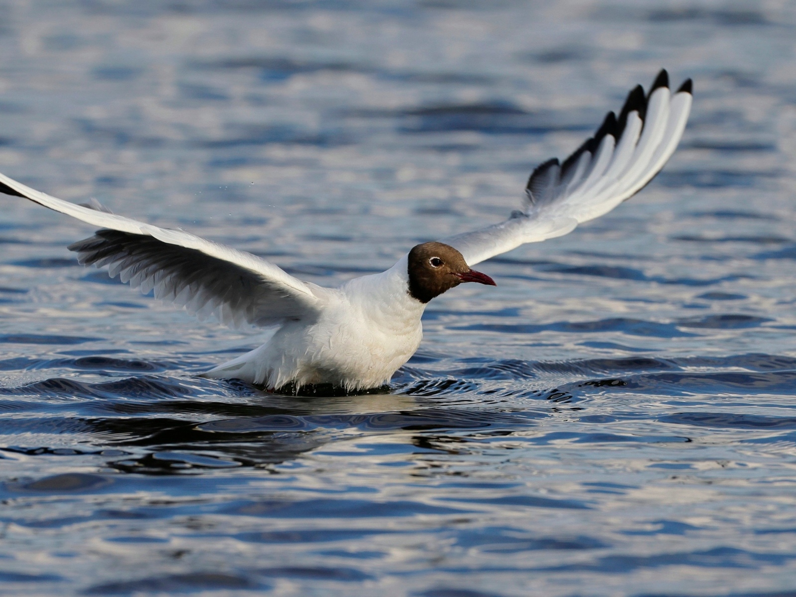 Чайка с расправленными крыльями в воде