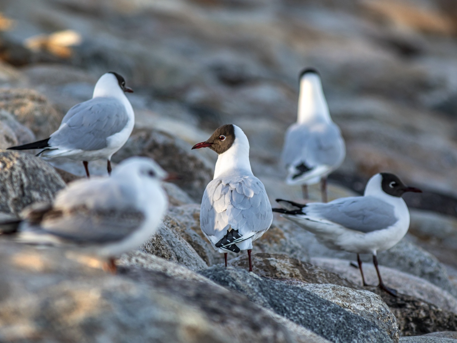 Чайки отдыхают на камнях у моря