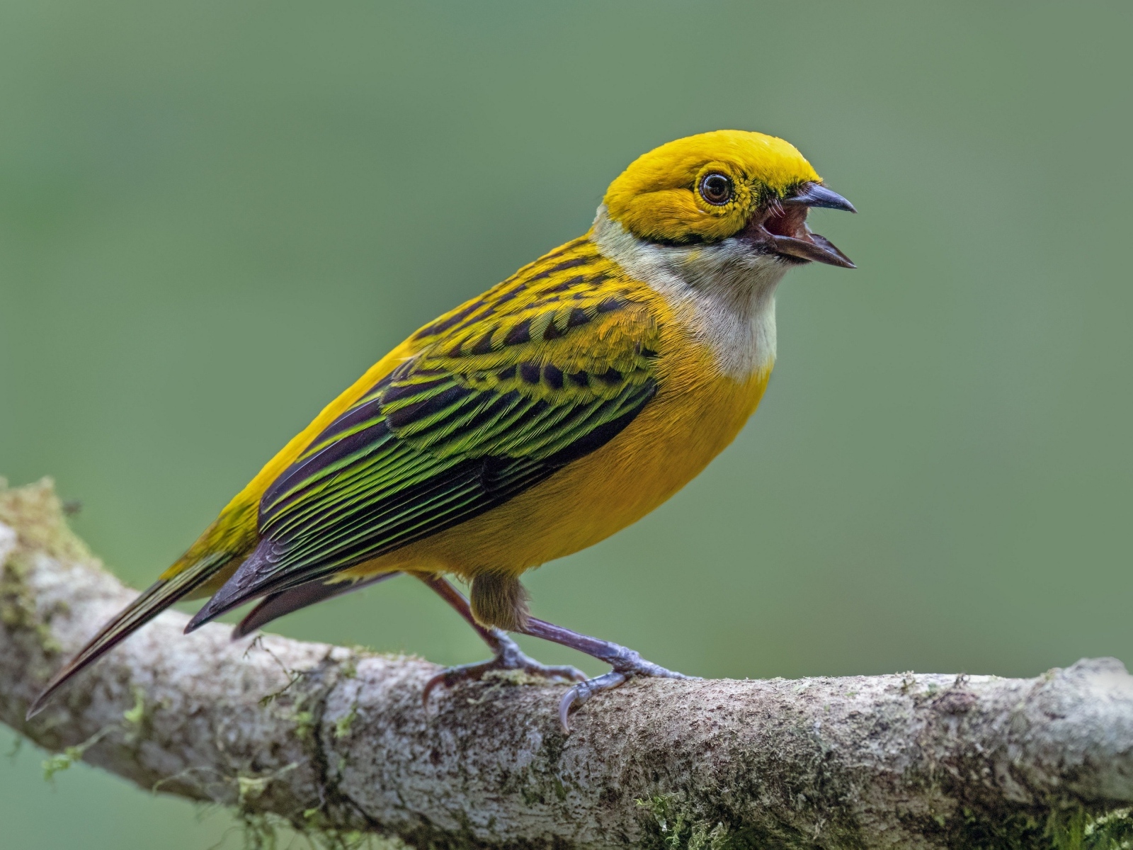 Серебряногорлая танагра сидит на ветке