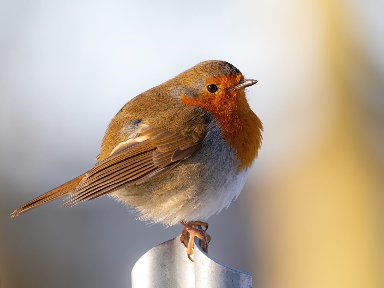 Маленькая птица Зарянка крупным планом