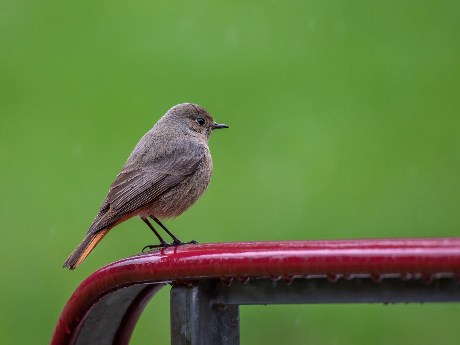 Маленькая серая птичка горихвостка  на зеленом фоне