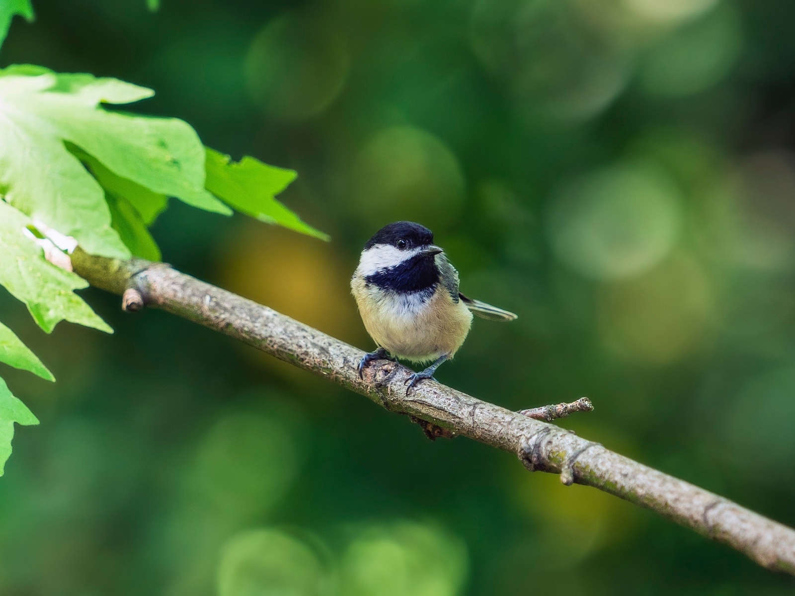 Воробей сидит на ветке дерева