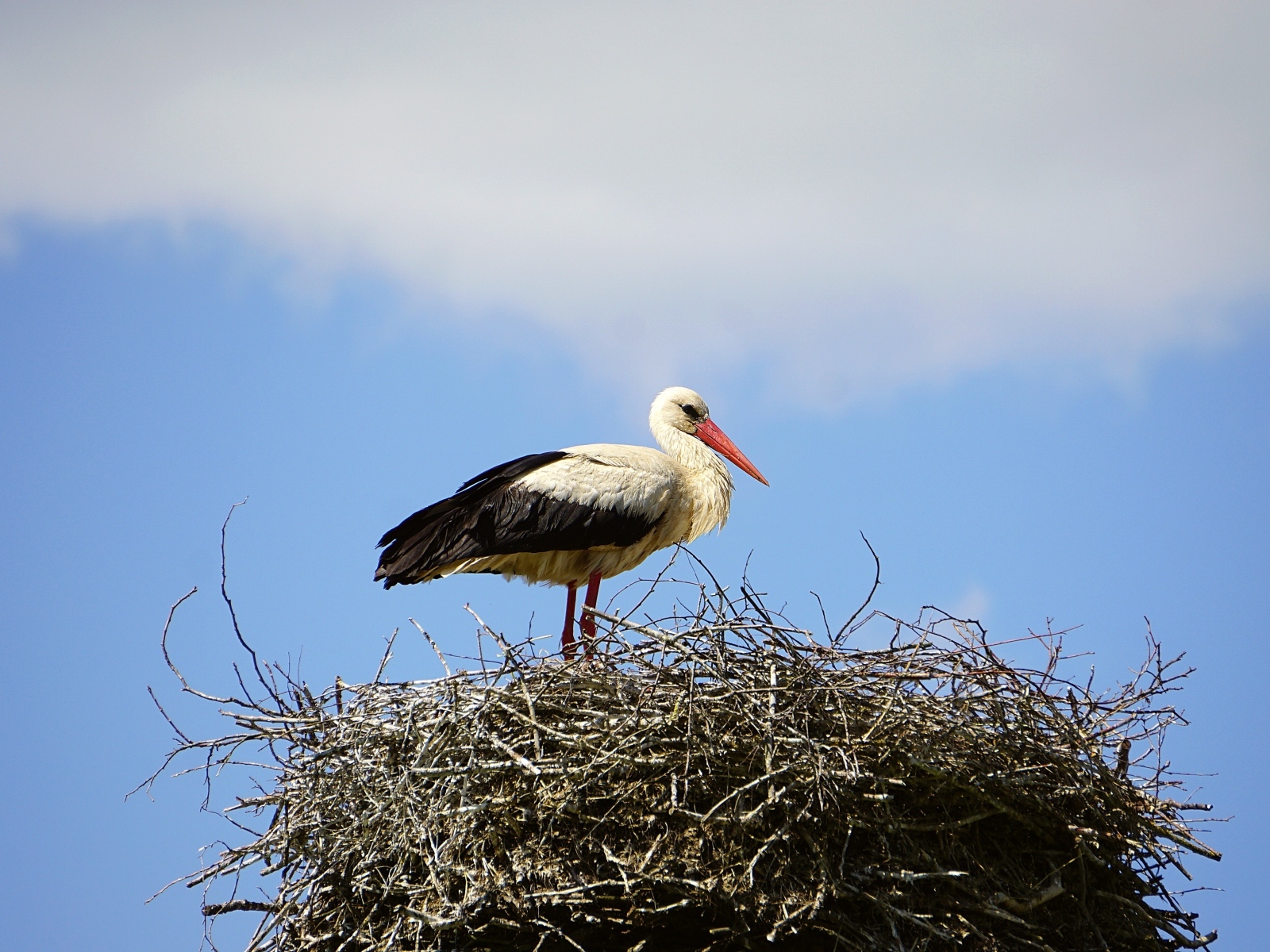Аист сидит в гнезде на фоне неба