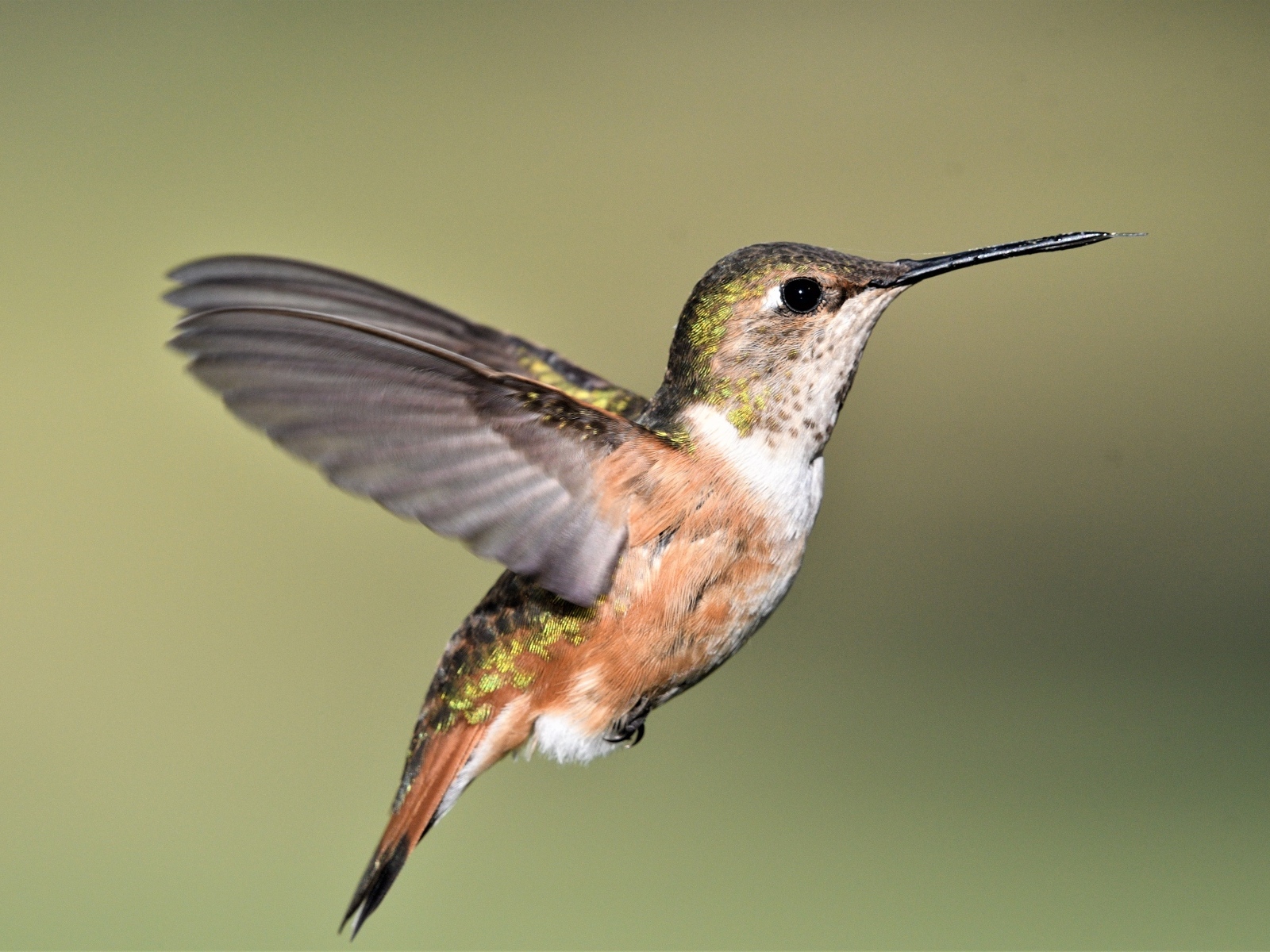 Маленькая птичка колибри расправила крылья