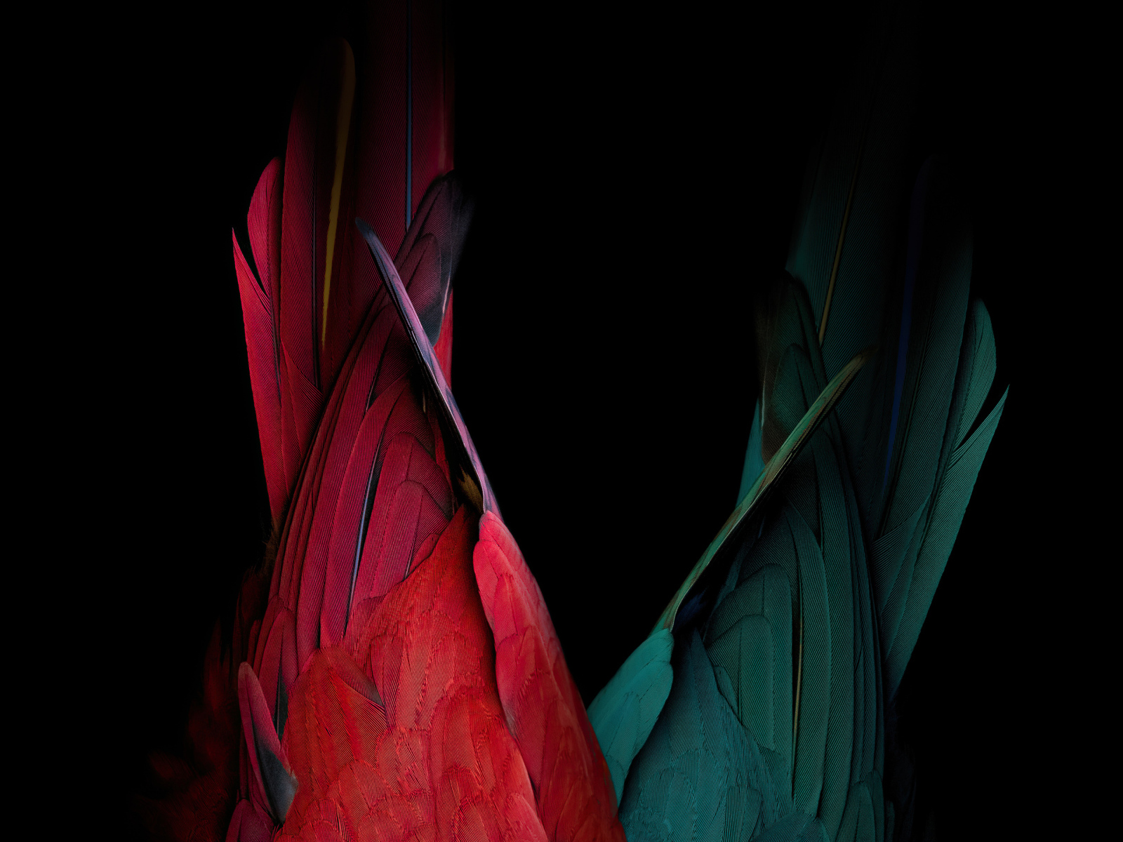 Хвост красного и зеленого попугая на черном фоне