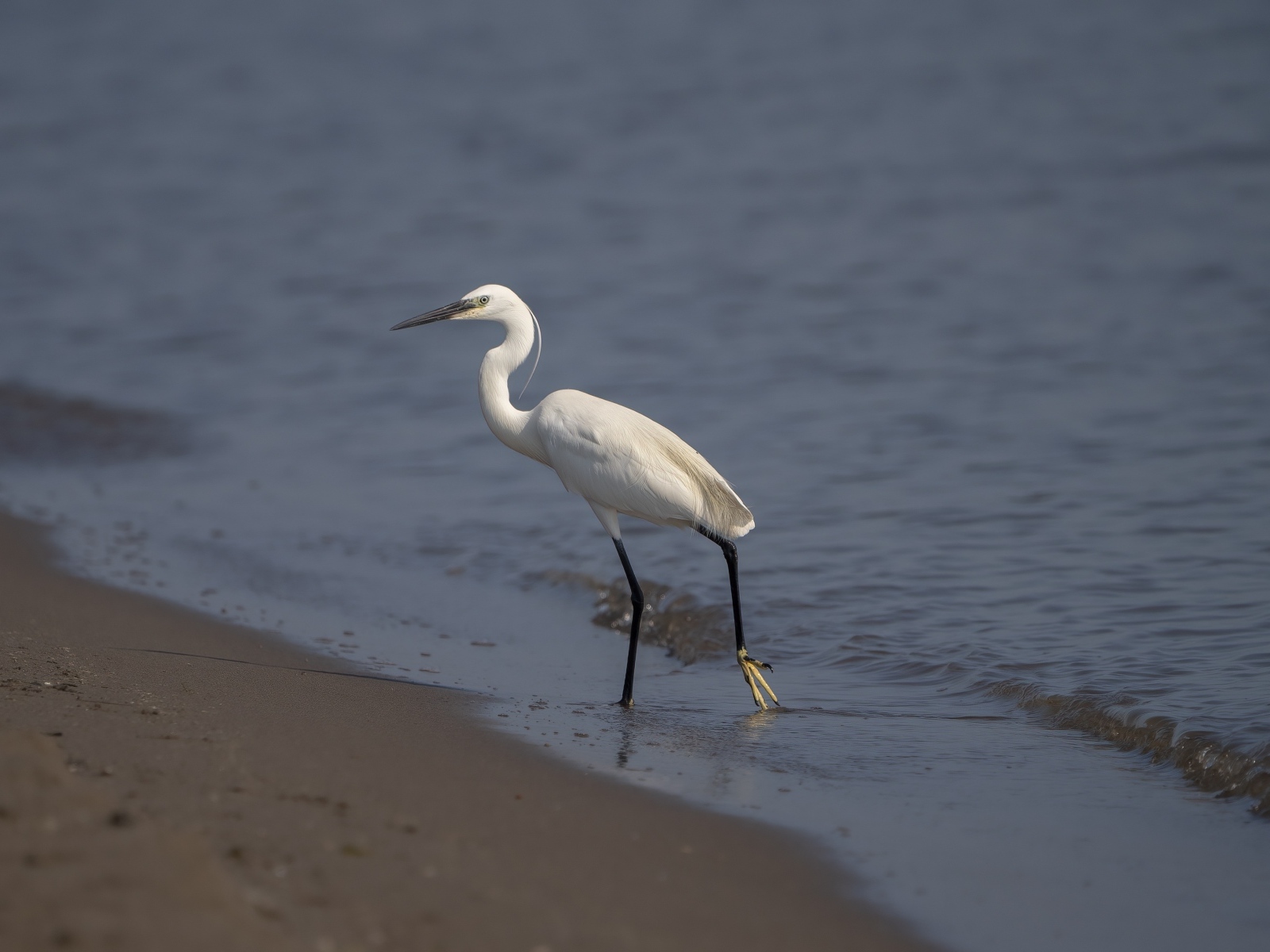 Белая цапля ходит по песку у моря
