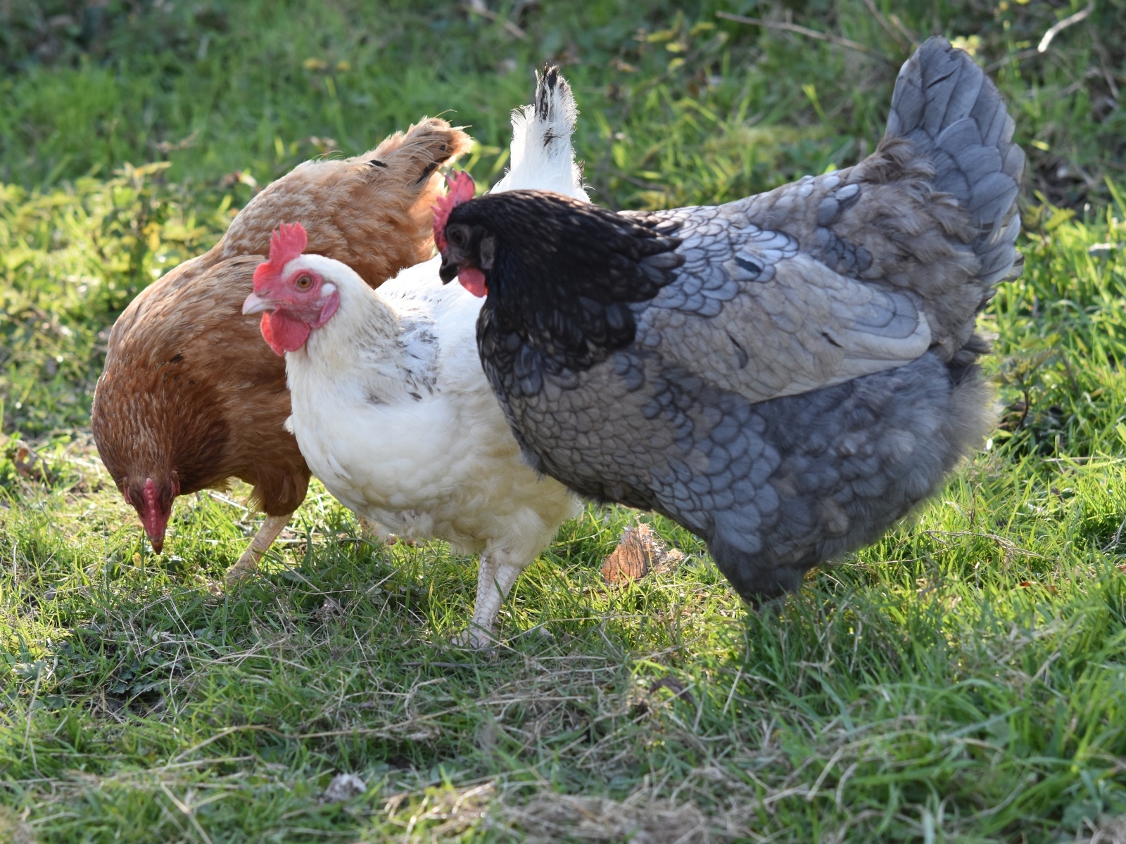 Три домашние курицы на траве