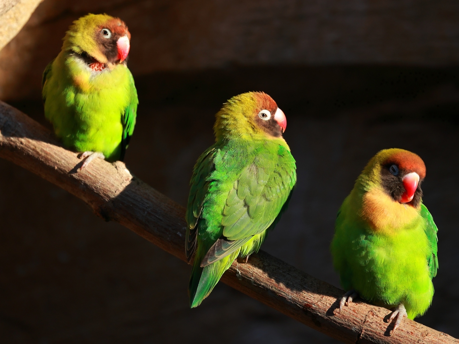 Три зеленых попугая на ветках